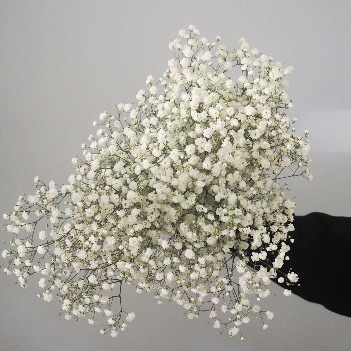 Gypso Xlence Gypsophila